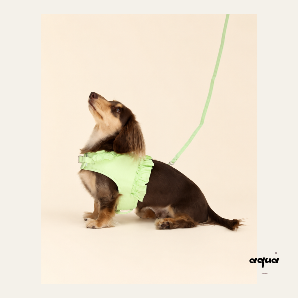 Lace Trim Pet Vest & Leash Set