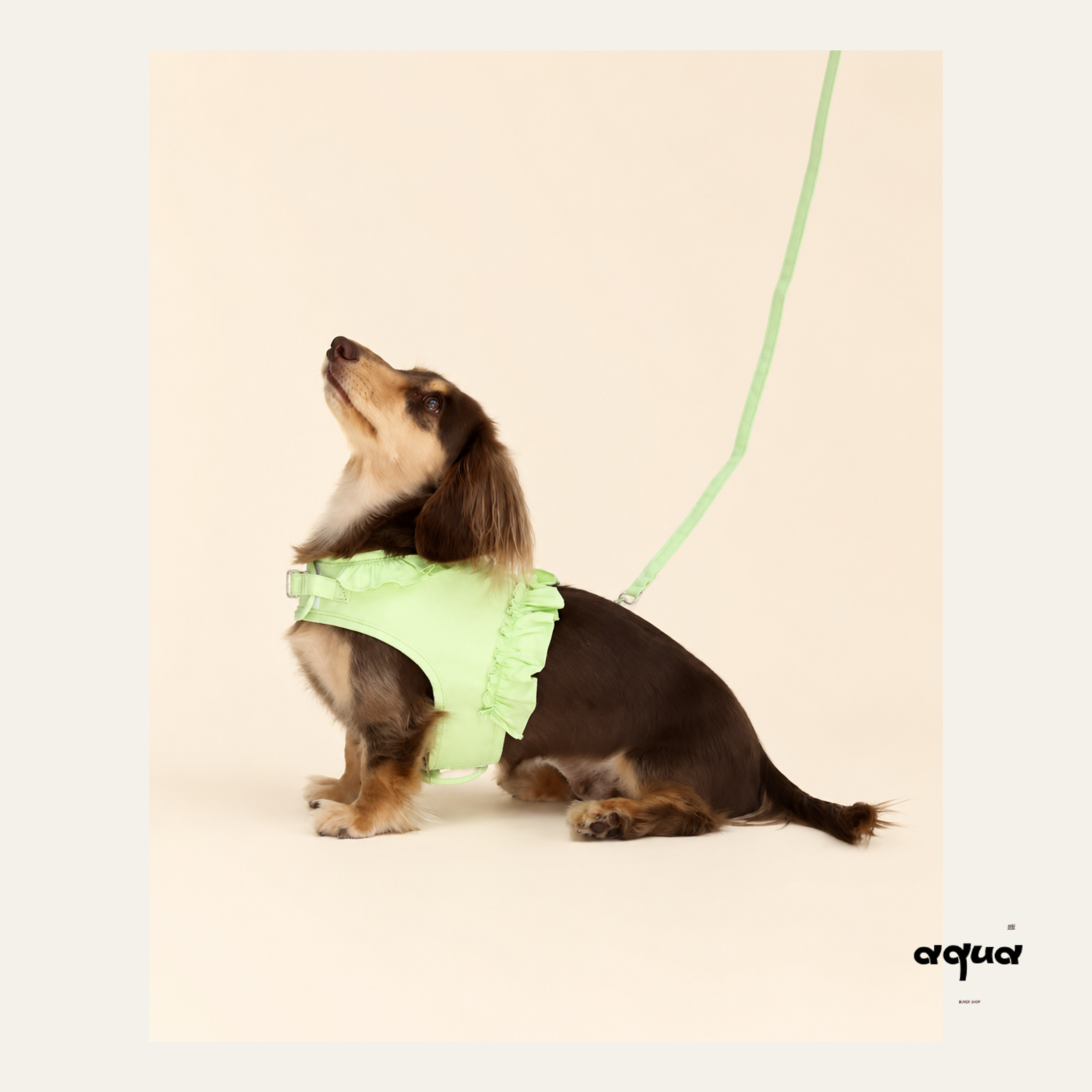 Lace Trim Pet Vest & Leash Set