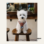 Customized Pet ID Tag with Photo